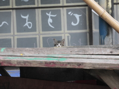 わたし、ねこ