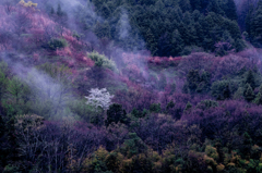 雨上がりの桜