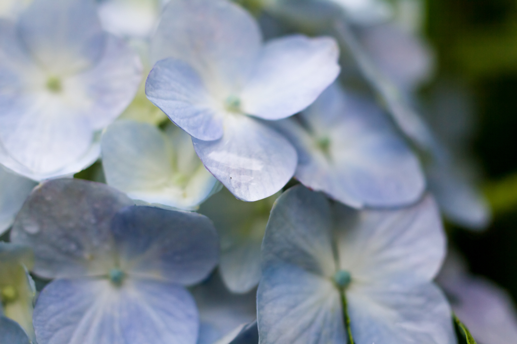 紫陽花と雨