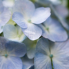 紫陽花と雨