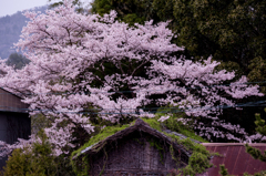 Ｓａｋｕｒａ