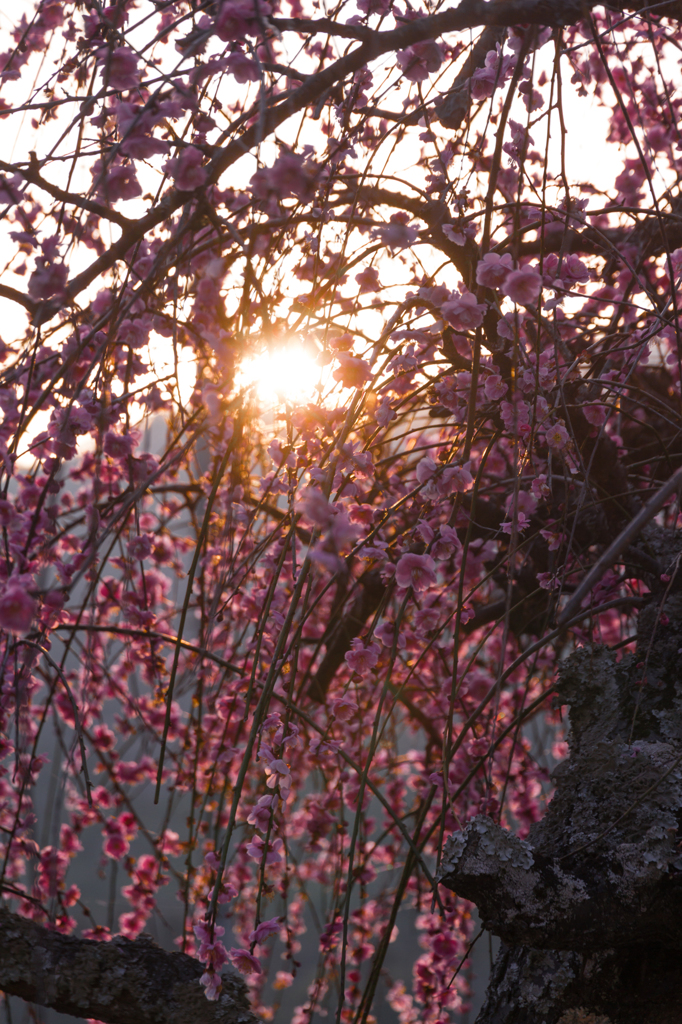 梅と夕日