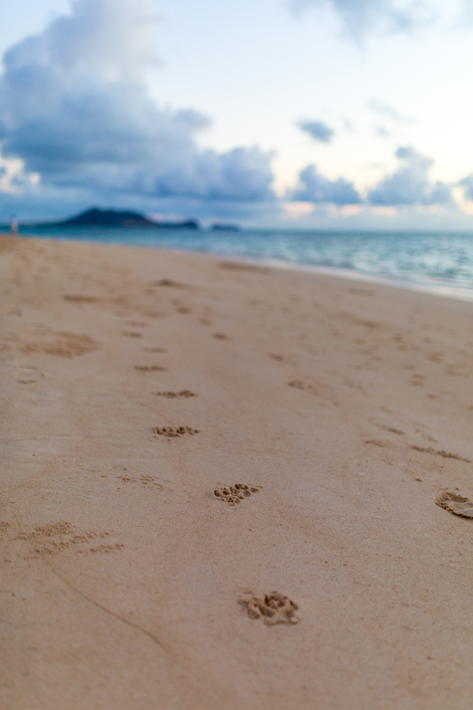 footprints