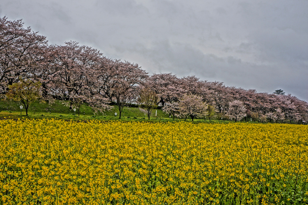 桜、菜の花、そして雨