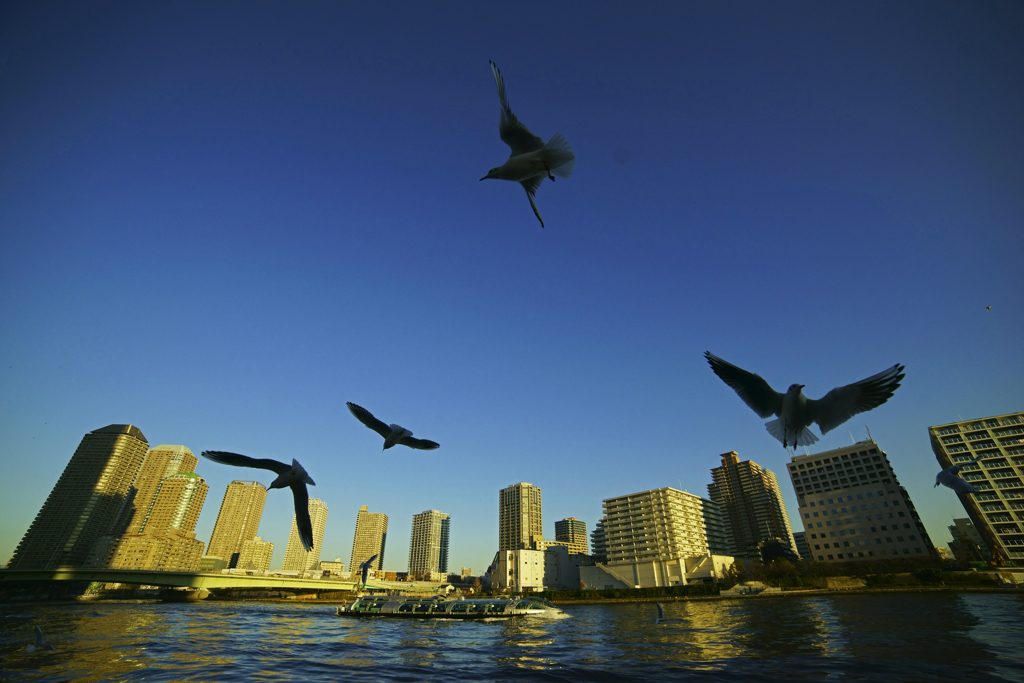 Seagull City