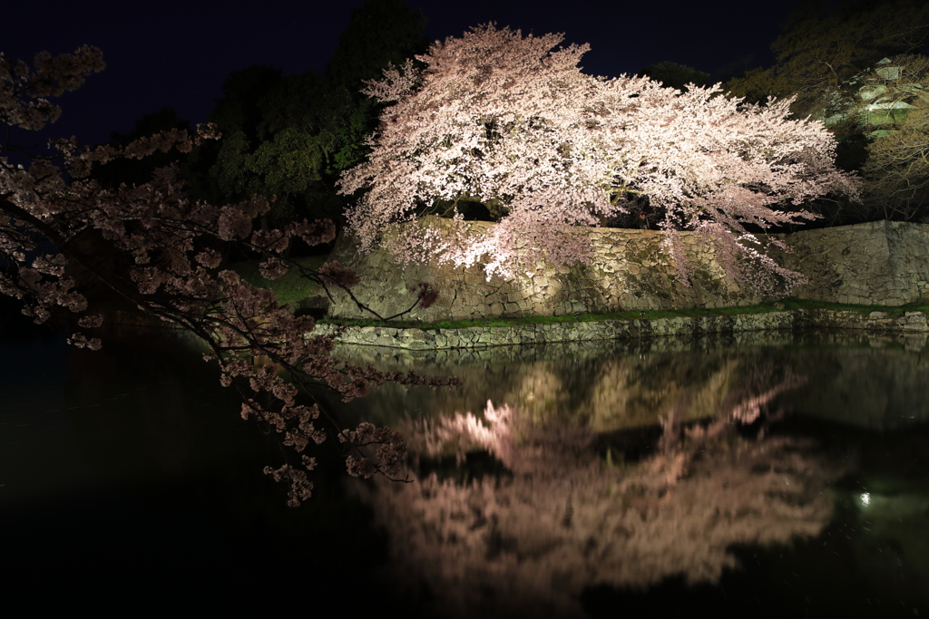 写し桜