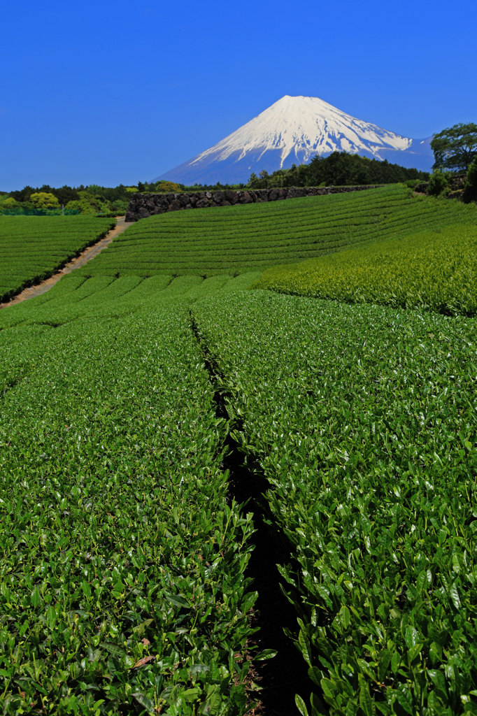 今宮の茶畑より富士山を望む