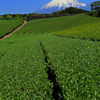 今宮の茶畑より富士山を望む