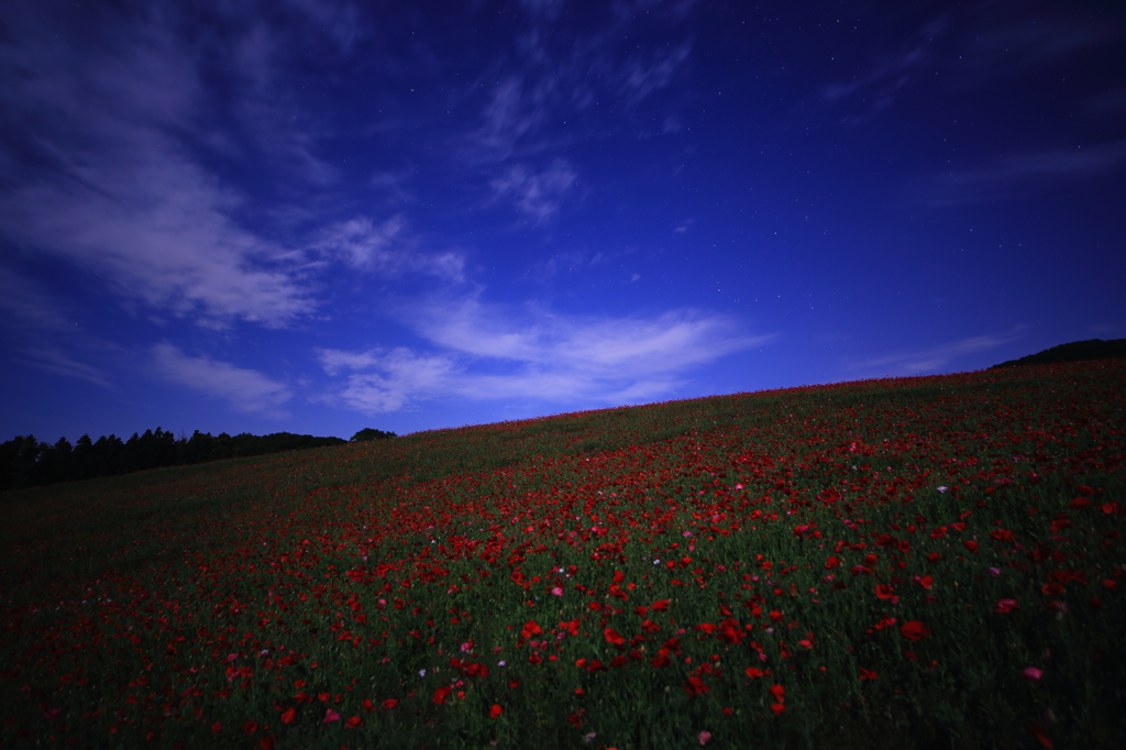 Poppy field under a full moon