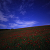 Poppy field under a full moon