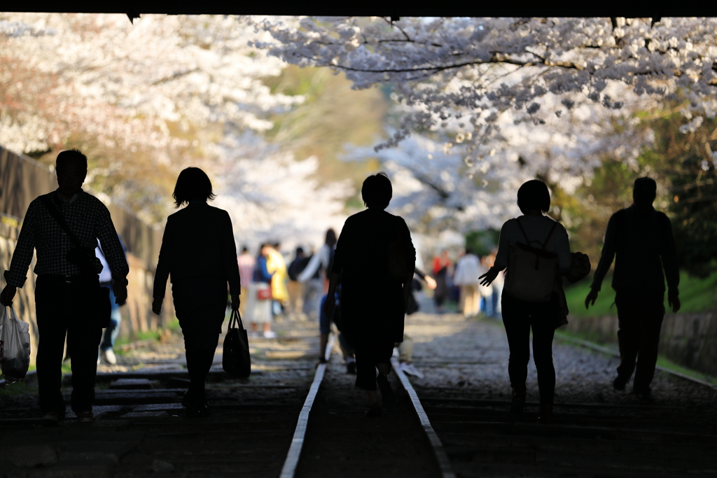 レールに導かれ光射す桜の世界へと
