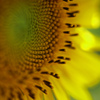 Melting　Yellow