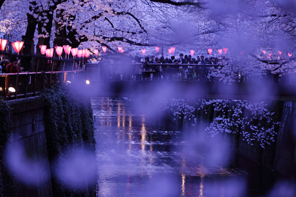 春宴～目黒川の桜
