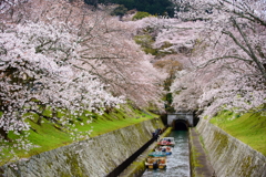 桜トンネルの疏水