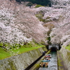 桜トンネルの疏水