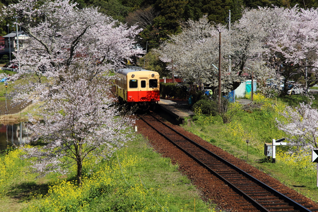 桜咲く飯給