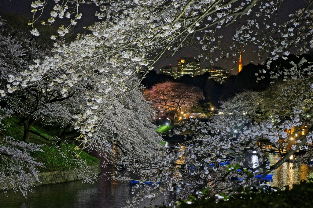 千鳥が淵の桜　with東京タワー