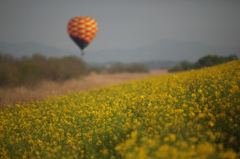 菜の花畑の向こうの熱気球