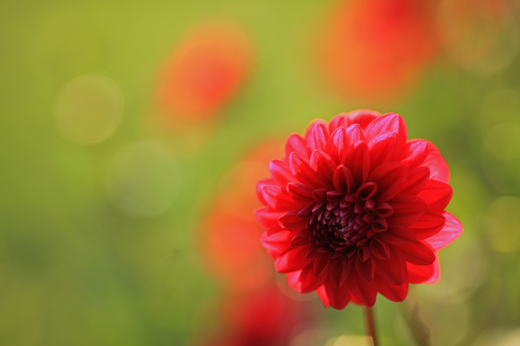 Smile of dahlia