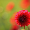 Smile of dahlia
