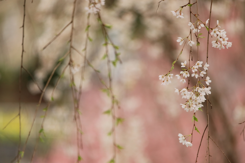 法善寺の枝垂れ桜