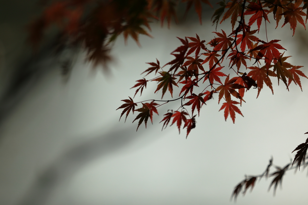 白壁のスクリーンに紅葉を映す