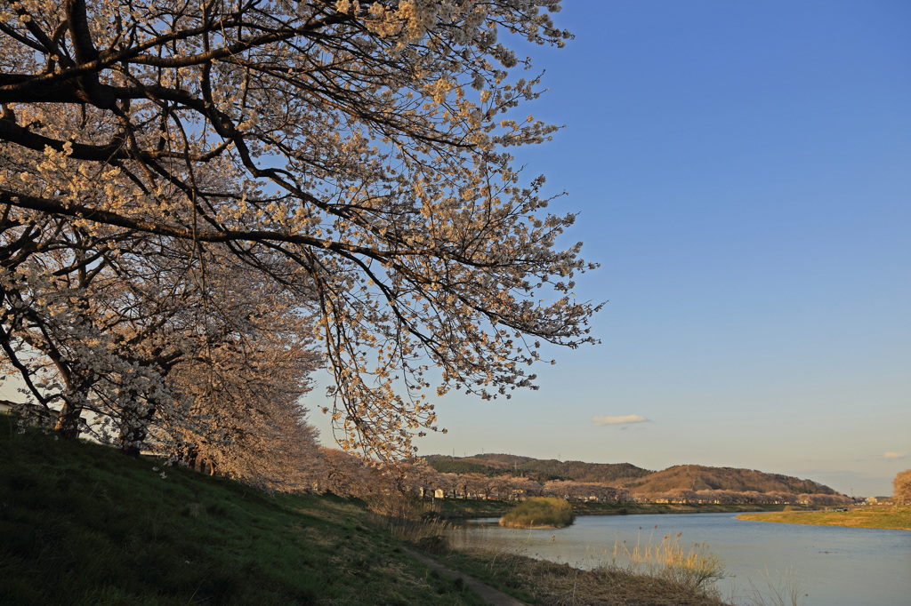 白石川堤一目千本桜