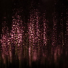 Wisteria in the dark