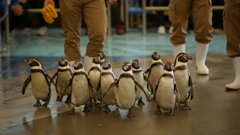 Adelie penguin's march