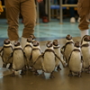 Adelie penguin's march