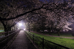 雨上がりの野川公園の桜は観る人もなく