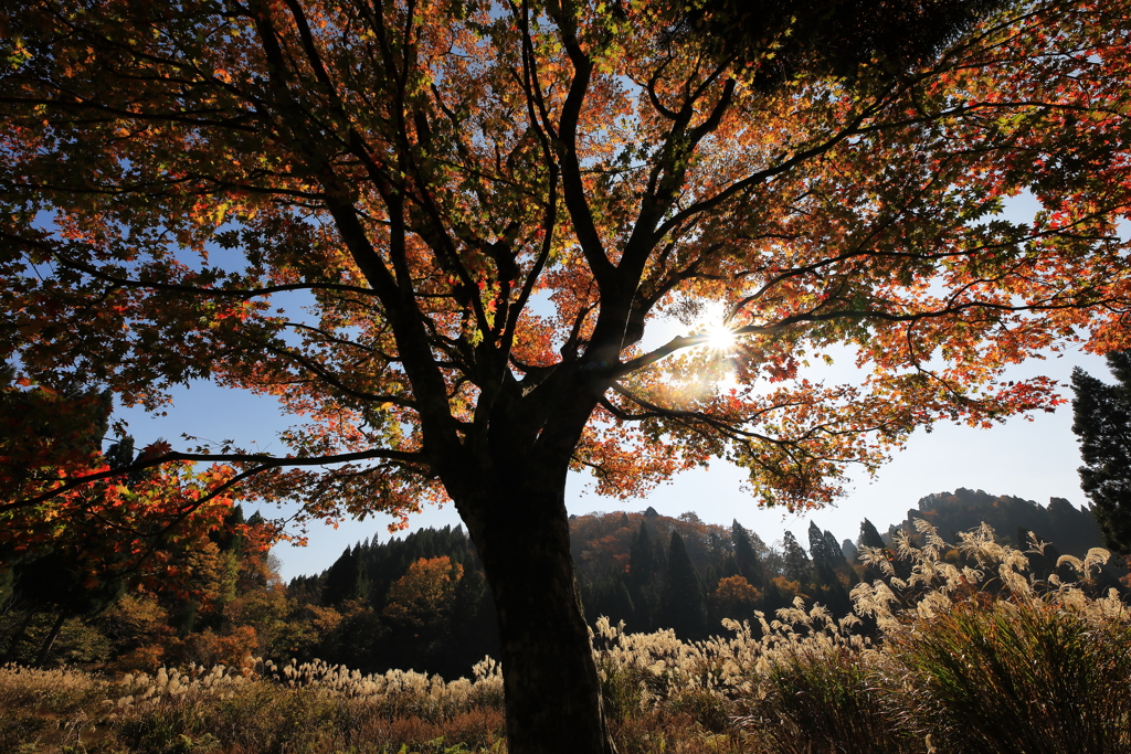 紅葉、透過光、揺らぐススキの穂