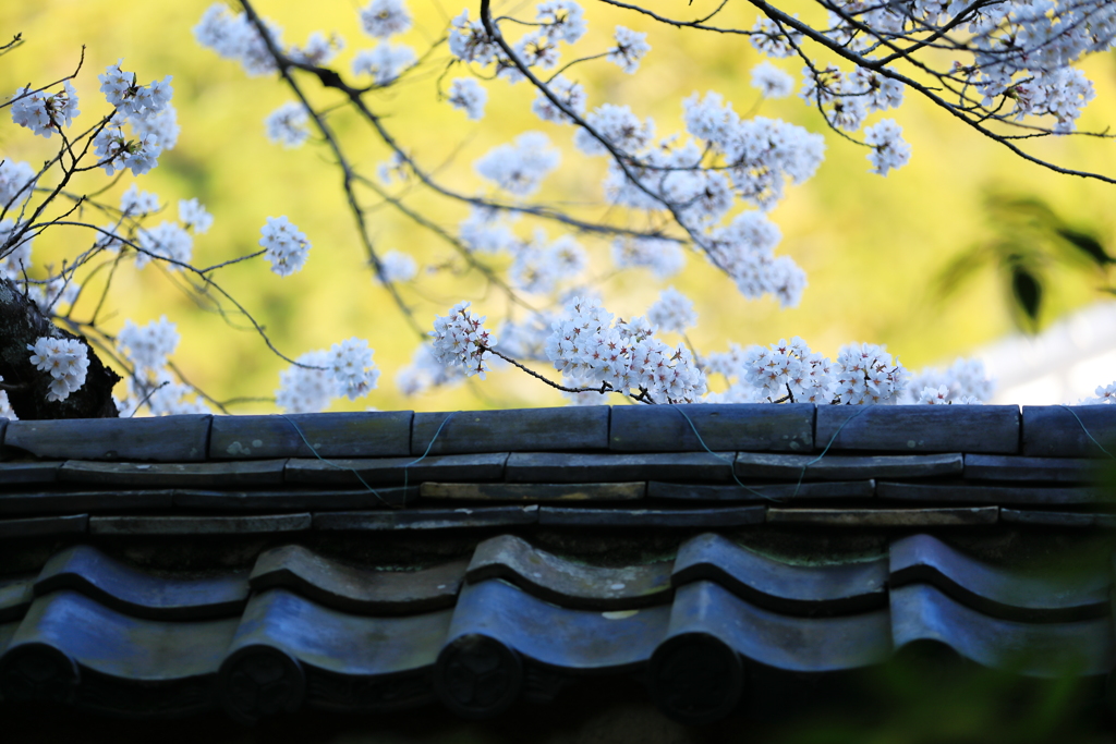 塀を超えて伸びる桜も美し