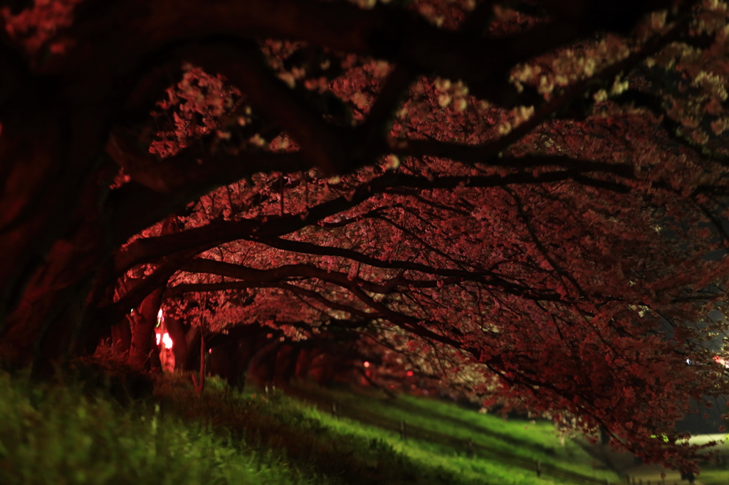 堤に沿って枝を伸ばす桜の並木