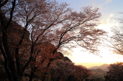 東の空に朝日は登り屏風岩の桜に光差す