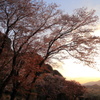 東の空に朝日は登り屏風岩の桜に光差す