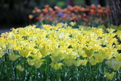 Yellow Tulip