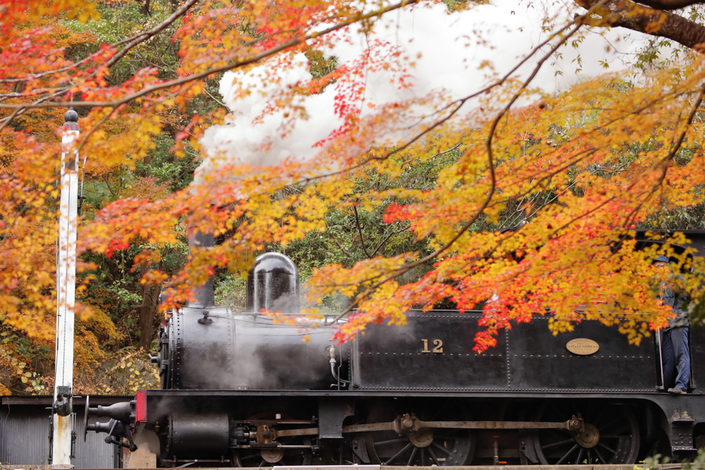 紅葉の森を走るSL