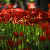 Red＆Green