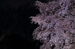 闇夜に浮かぶ桜花の波