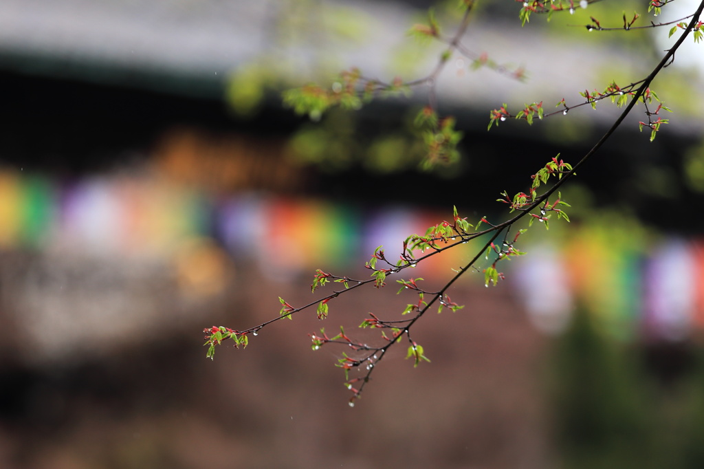 五色幕の本堂を背に、雨のしずくに輝く花紅葉を楽しむ