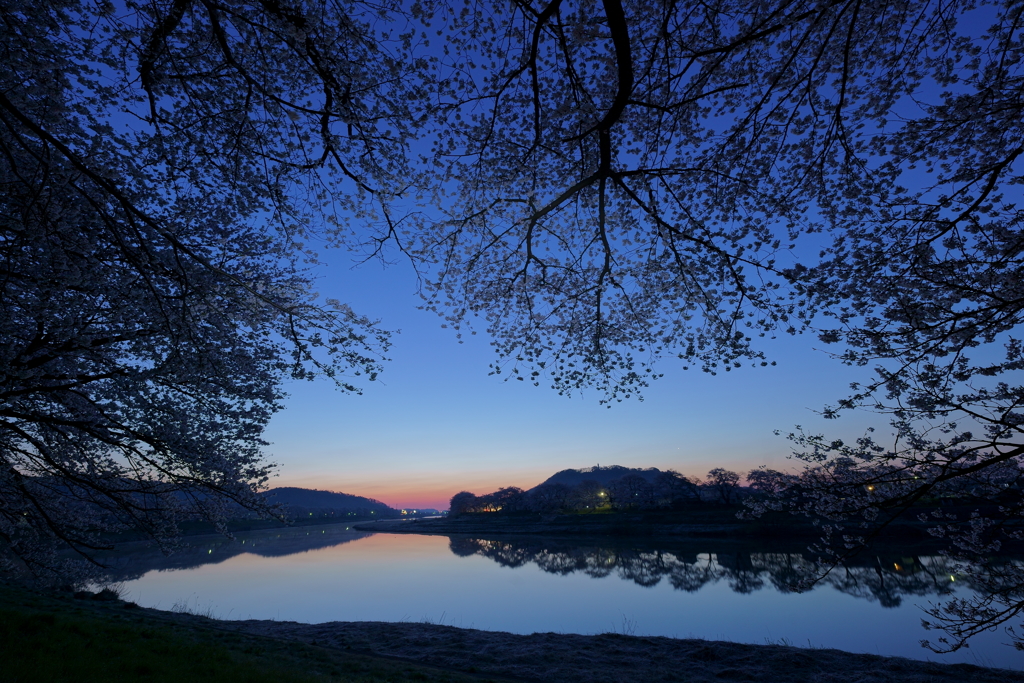 白石川堤一目千本桜の夜が明ける瞬間