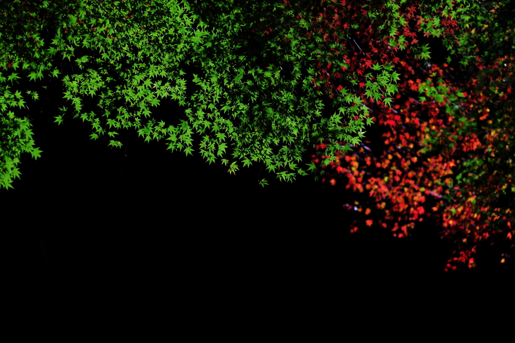 街灯に照らされた紅緑のモミジ
