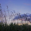 荒川河川敷の葦