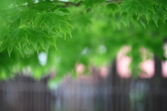 格子と青紅葉のある風景