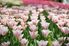 Sweet Pink Tulip