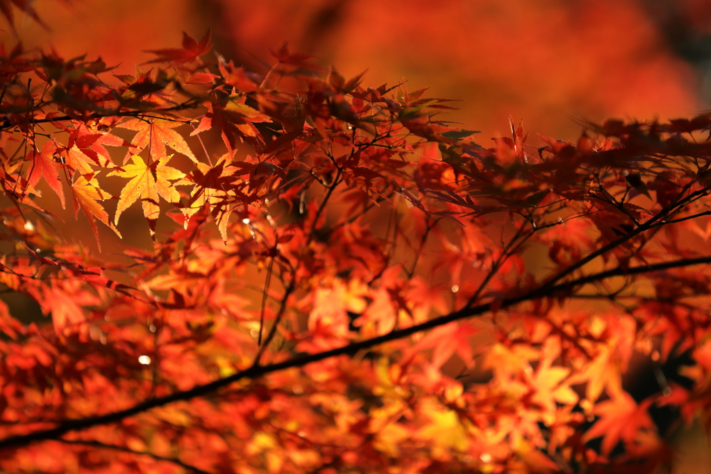 Passion Red