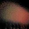 Fireworks in Sakura color