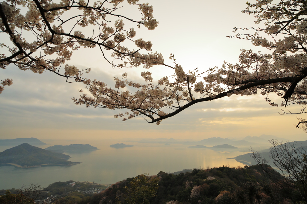 桜越しに見る朝焼けの海