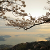 桜越しに見る朝焼けの海